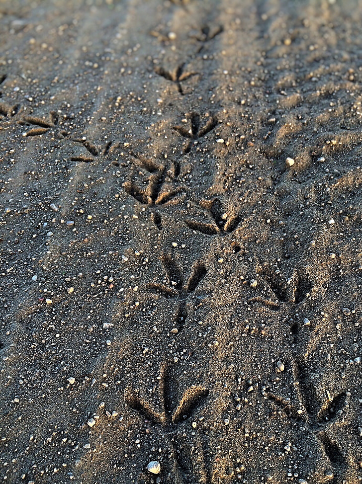 písek, stopa, pták, Příroda