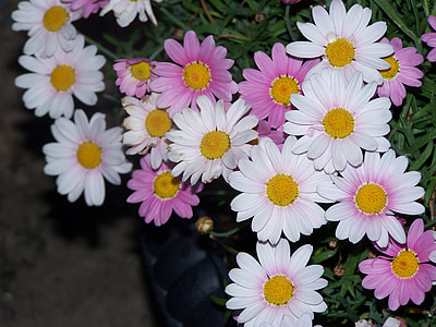 pink daisy, flower bed, flowers, plant, pink flower, road, night