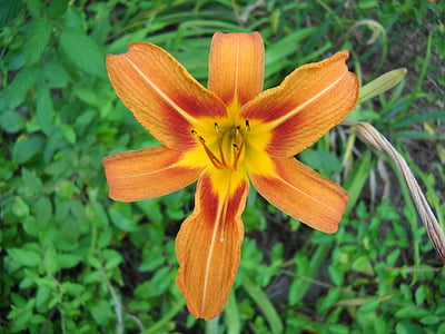 Ngày lily, Hoa, màu da cam, thực vật, Blossom, daylily, Ngày-lily