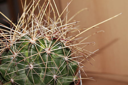 Cactus, Anläggningen, törnen, naturen, Stäng, Thorn, suckulent växt