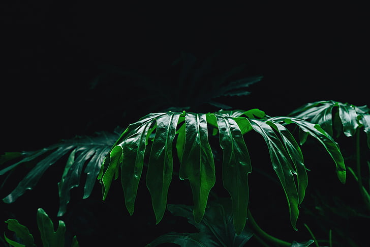 closeup, Foto, verde, frunze, plante, natura, întuneric