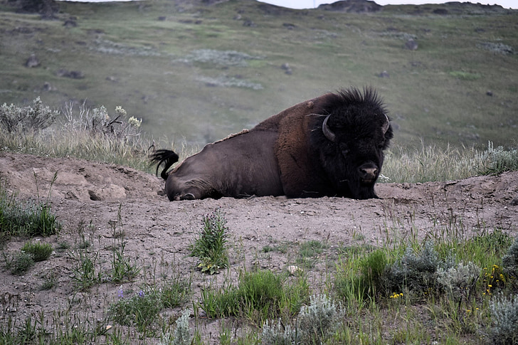 bison, het Nationaalpark Yellowstone, Verenigde Staten, Amerika, Buffalo, Wyoming