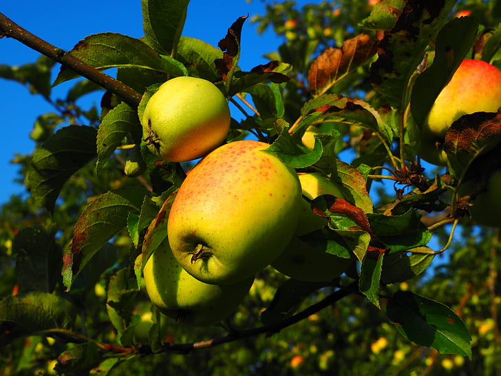 ābolu, Ābele, augļi, Frisch, veselīgi, vitamīnu, dārza