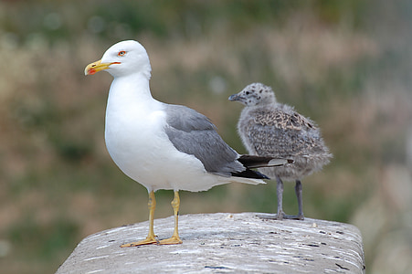 seagulls, puppies, birds, animals, biped, beak, feathers