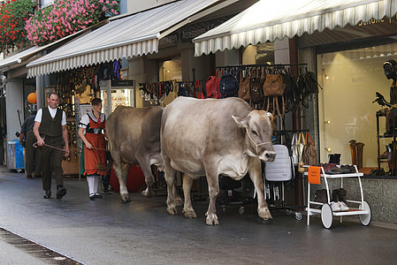 almabtrieb, Swiss, Appenzell, sapi, tradisi, hewan, sapi