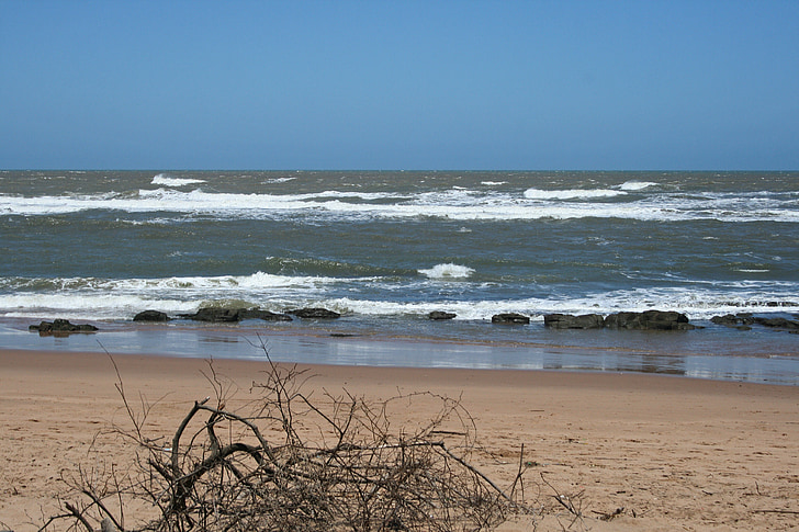 galhos mortos na praia, mar, oceano, ondas, água, areia, praia