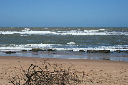 海滩上的枯枝, 海, 海洋, 波, 水, 沙子, 海滩