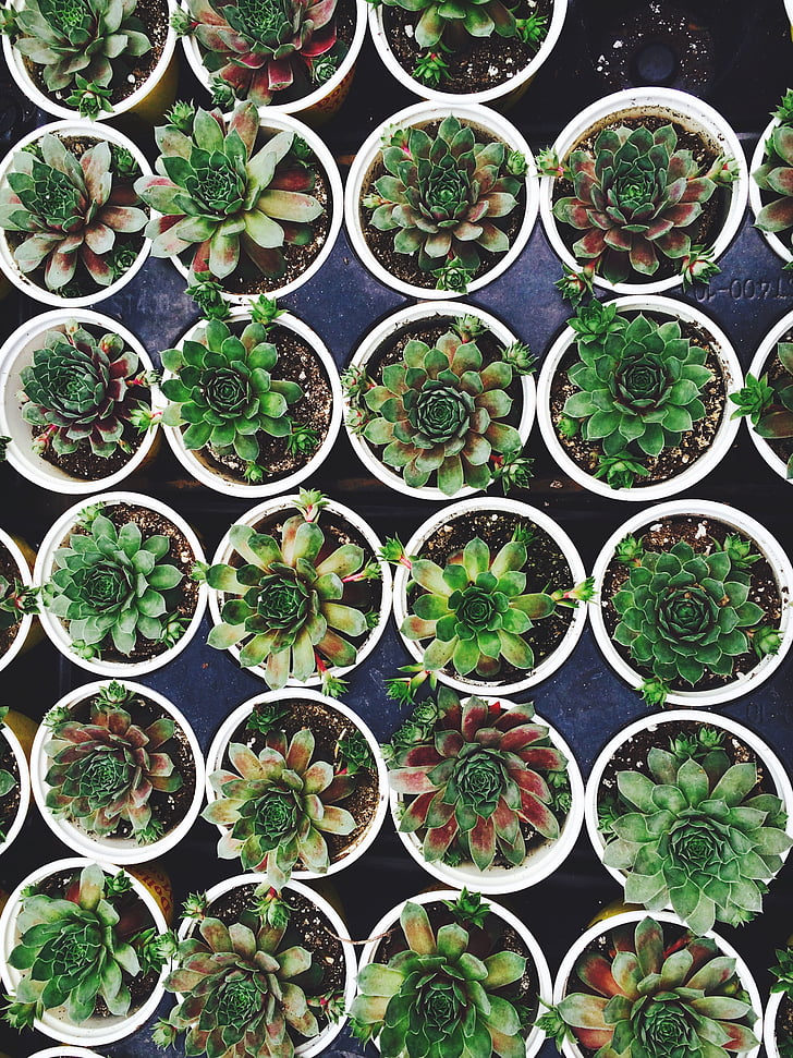 green, succulent, plants, potted plant, plant, growth, in a row