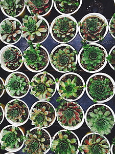 verd, suculentes, plantes, planta en test, planta, creixement, en una fila
