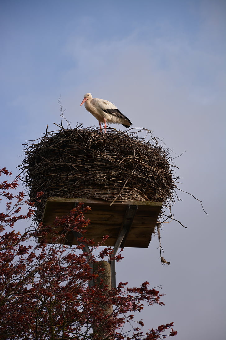 stork, storchennest, rattle stork, white stork, adebar