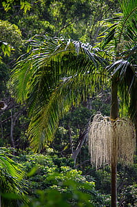 regnskog, skogen, Australien, Queensland, Palm, Bangalow palm, träd