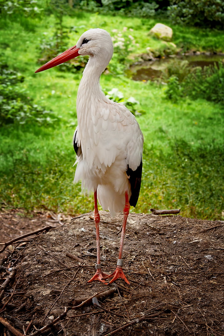 stork, feather, bird, birth, rattle stork, large, white