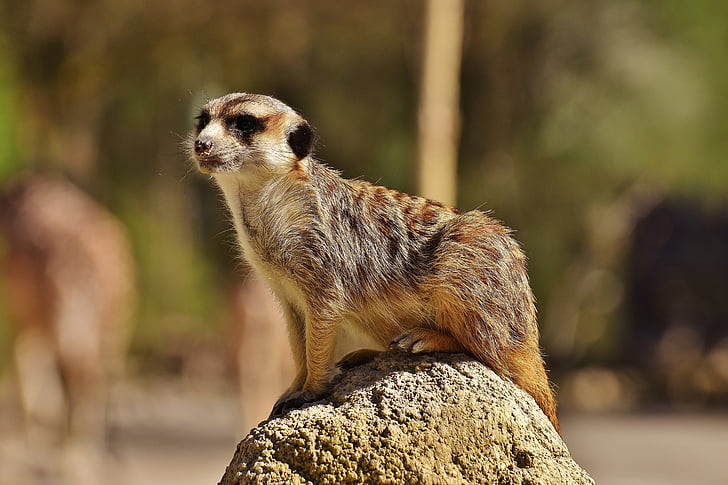 Meerkat, Χαριτωμένο, περίεργος, ζώο, φύση, θηλαστικό, φωτογραφία άγριας φύσης