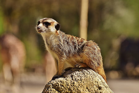 Meerkat, bonito, curioso, animal, natureza, mamífero, fotografia da vida selvagem