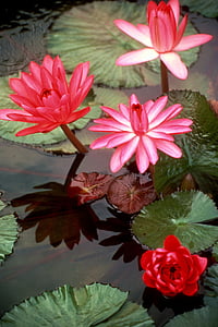 flores, lirios de agua, sombra, flora, estanque, húmedo, reflexión