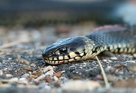 ular, Benarkah, merayap, gigitan, bahaya, licik, beracun