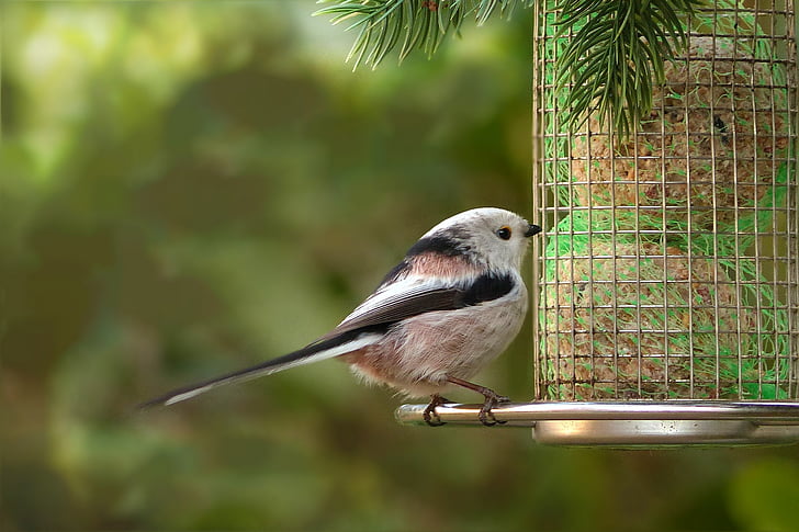 fugl, lang tailed tit, lille, haven, fouragering, dyr, natur