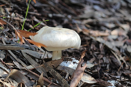 mushroom, falls, hiking, nature, autumn, fungus, forest