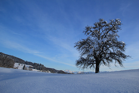 l'hivern, neu, blanc, hivernal, arbre