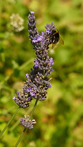 lavender, bumble bees, flowers, plants, insects, garden, nature