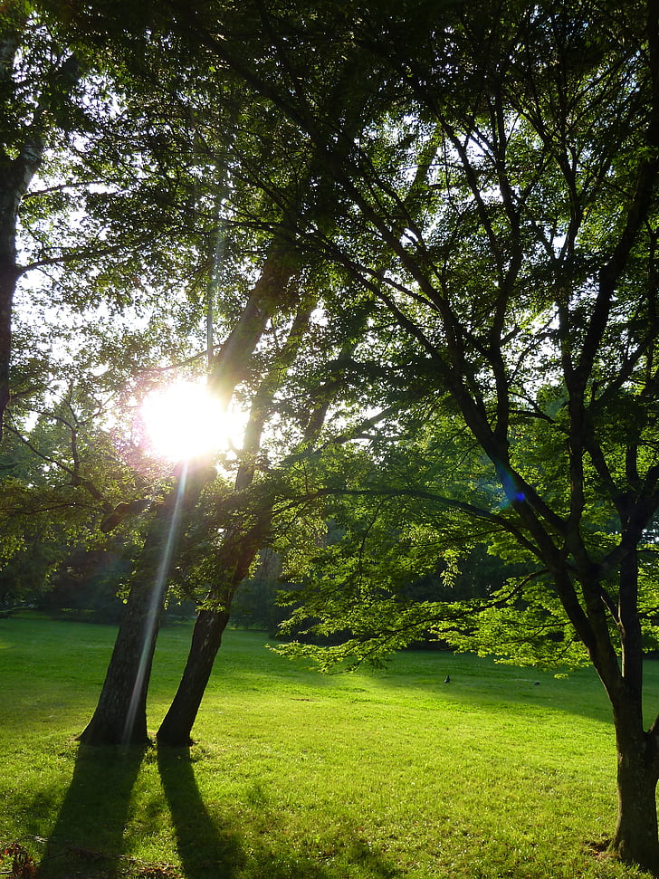 zielony, Somma, Park, Mainau, Słońce, drzewo, piękne