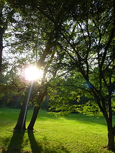 zelená, Somme, parku, Mainau, slunce, strom, Krásné