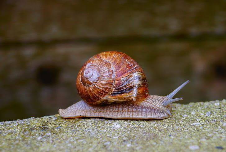 snail, brown, snail shell, spiral, mollusk, nature, shell