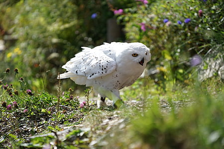 owl, snowy owl, white, bird of prey, meadow, animal recording, night active