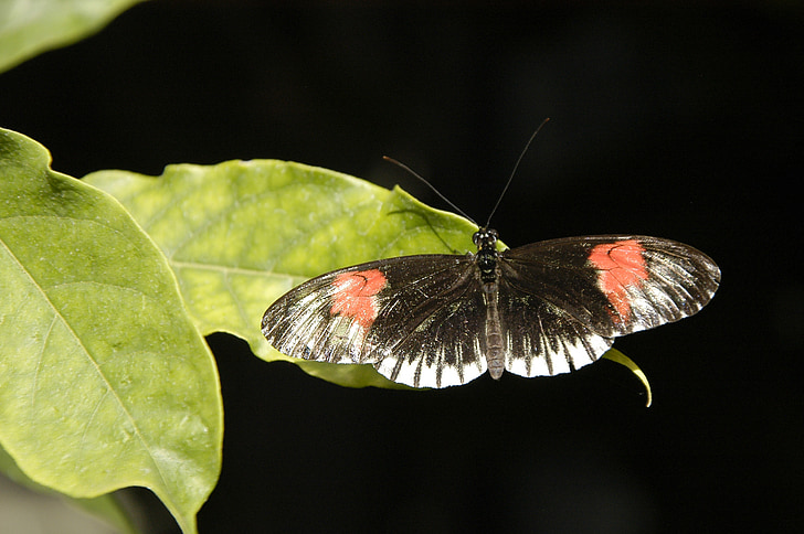 bướm, Wilhelma, côn trùng, cánh, đầy màu sắc, động vật