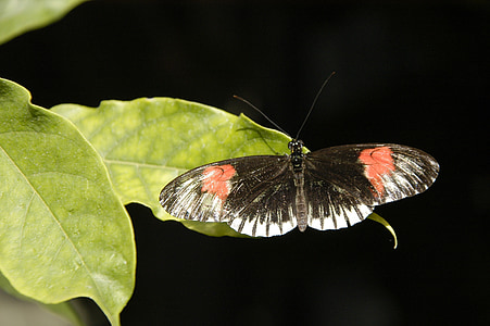 motýľ, Wilhelma, hmyzu, krídlo, farebné, zviera