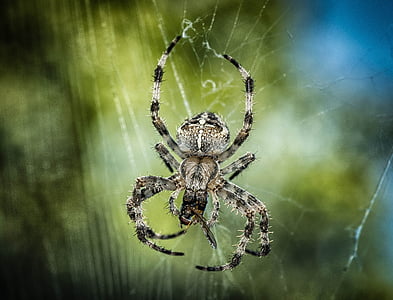 spider, cross, insect, network, close, nature, animal