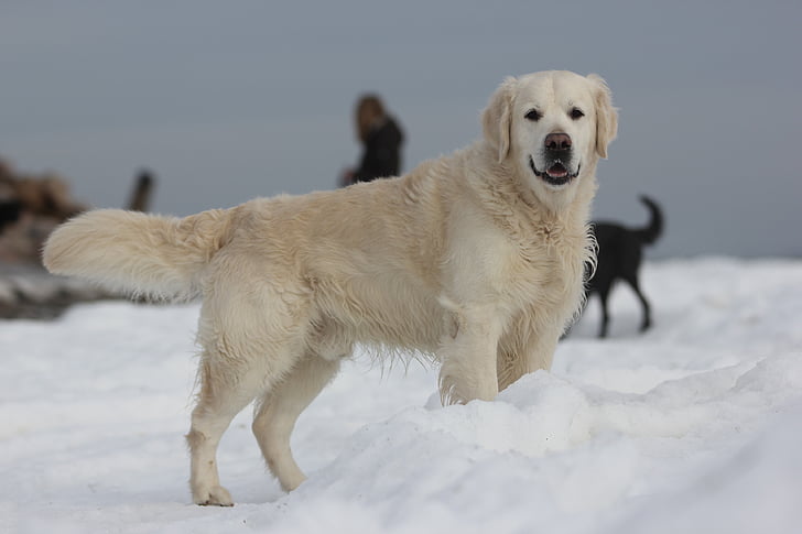 zlatý retrívr, sníh, Zimní, Baltské moře, pes, Domácí zvířata, zvíře