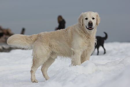 Golden retriever, neige, hiver, mer Baltique, chien, animaux de compagnie, animal