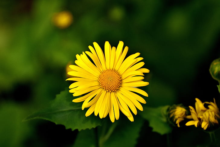 Балкан-gemswurz, doronicum orientale, gemswurz Кавказ, жълто цвете, Блосъм, Блум, Пролет