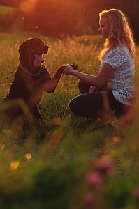 cão, animal, amizade, Verão, pôr do sol, bokeh, M42