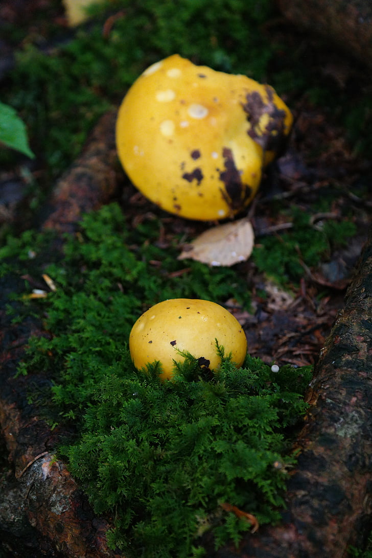mushroom, yellow, forest, yellow grey stem russula, grey handle russula