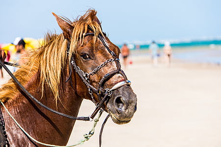άλογο, ΑΝΙΜΑ, παραλία, σκληρότητας στα ζώα