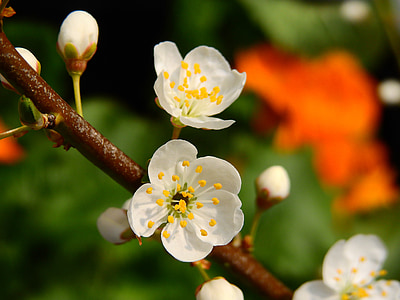 cseresznye, Blossom, Bloom, Cherry virágzott, virág, tavaszi, növény