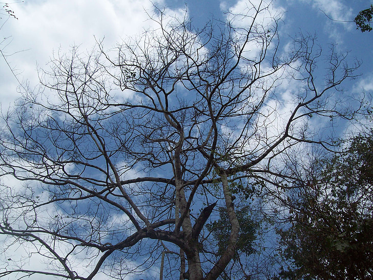 arbre, cel, natura, arbres, branques, núvols