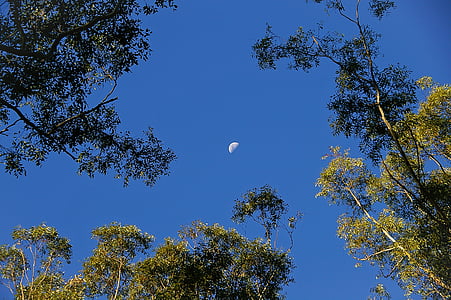 měsíc, obloha, stromy, modrá, slunečno, blahovičníky, Eucalypts