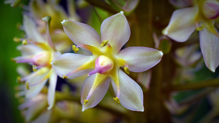 hyacinthaceae, Блосъм, Блум, цвете, природата, растителна, бял цвят