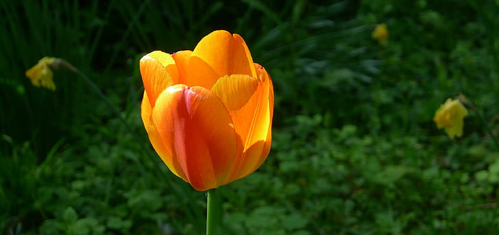 yellow orange tulip, springtime, single flower