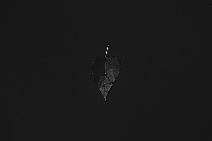 Leaf, augu, daba, tumša, melna