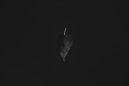 leaf, plant, nature, dark, black