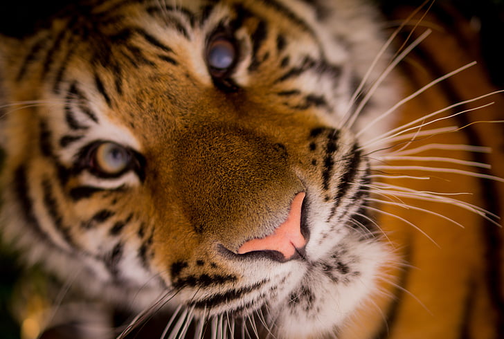 tiger, carnivore, stripes, cat, feline, whiskers, animal