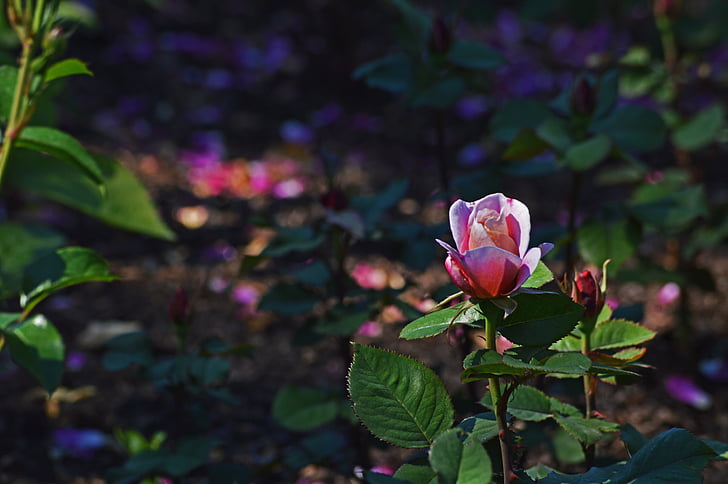 rožinė rožė, Čikagos botanikos sodai, gėlės, Gamta, rožinė, spalva, lapų
