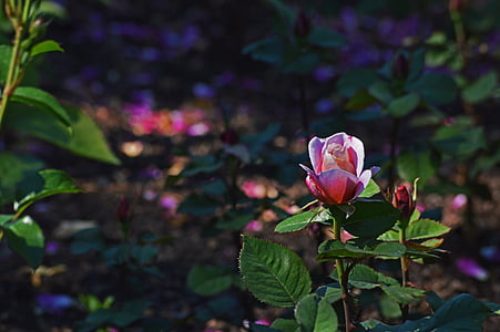 Pink rose, Chicago botanic gardens, bunga, alam, merah muda, warna, daun