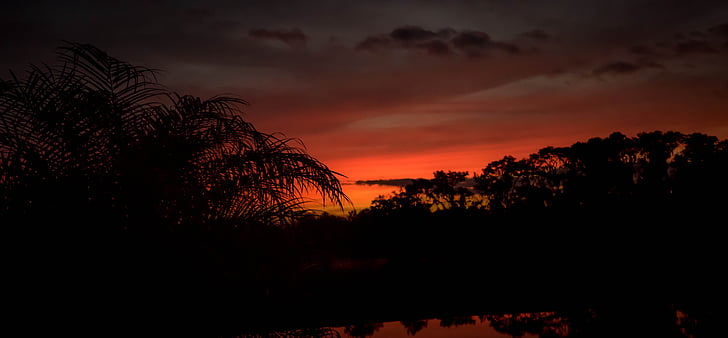 solnedgang, Florida, palmer, fargerike, natt, scenen, himmelen