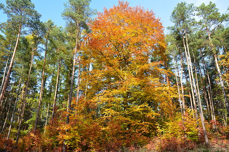 strom, podzim, Les, Příroda, listoví, zlatý podzim, světlo
