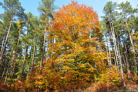 strom, podzim, Les, Příroda, listoví, zlatý podzim, světlo
